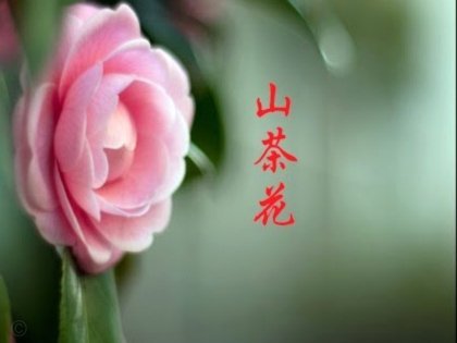 套花呗违法吗？法律风险解析