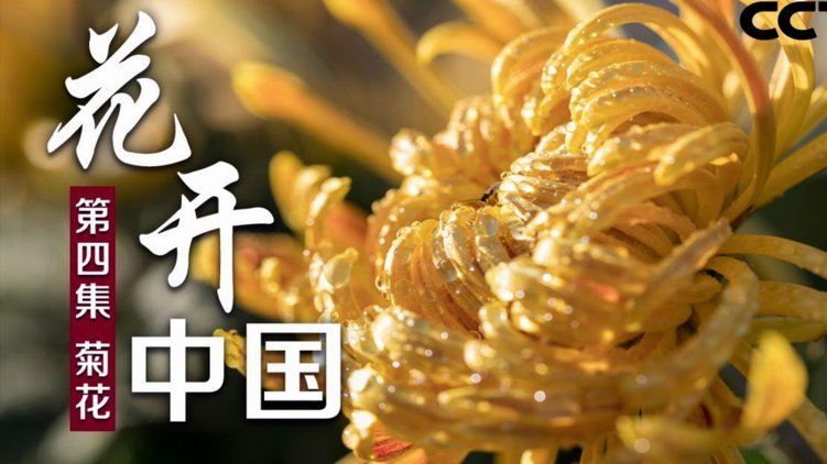 套花呗属于犯法吗