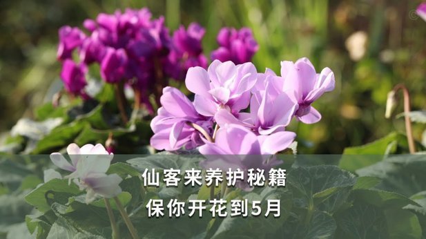 如果套现花呗怎么办