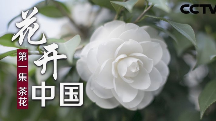 花呗正确的套取方式总结了三个方法
