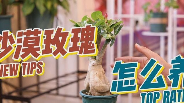 花呗套取资金的风险警示