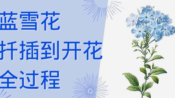 如何花呗提现
