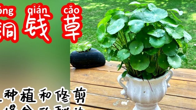 怎么去套花呗