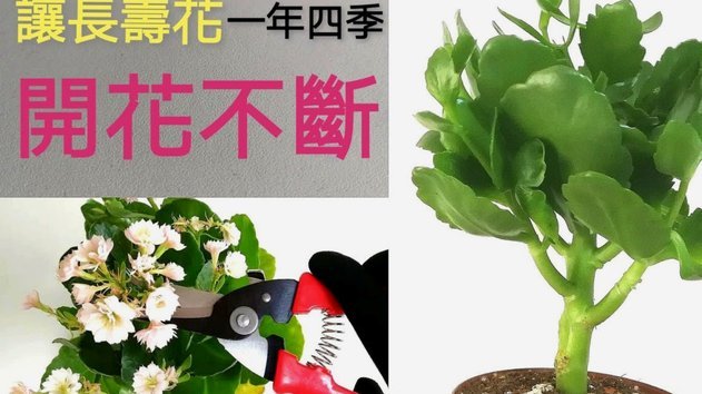 花呗套怎么套现