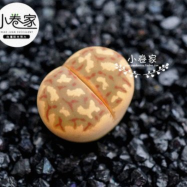 拿去花能取现吗 现在安全吗