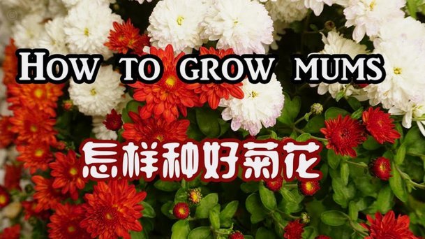 花呗额度如何灵活运用？