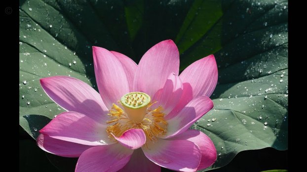 花呗：数字时代的信用重塑剂