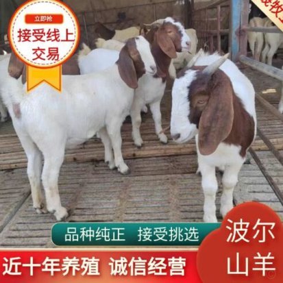 小羊羔多少钱一只去哪里买