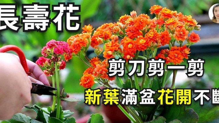 套现花呗平台怎么样 出额度的
