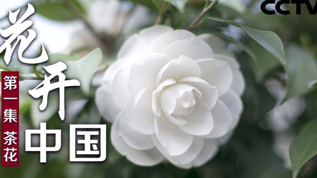 花呗提现遇到纠纷该找谁？带你从多维度理清责任归属