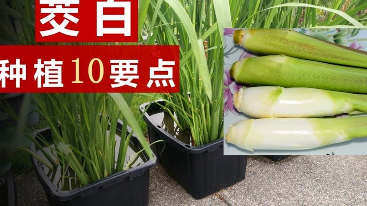 白条要怎么套